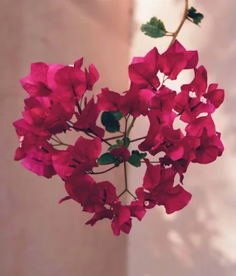 Bougainvillea flowers, heart-shaped, growing outside the VidBraids salon